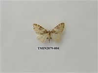 藏品(尺蛾607)的圖片